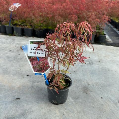 Acer palmatum ROYAL GARNET