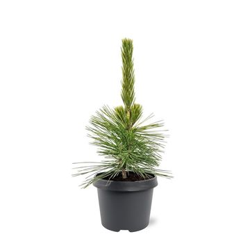 Pinus thunbergii 'Ogon'