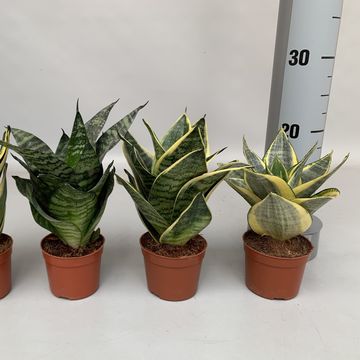 Sansevieria MIX