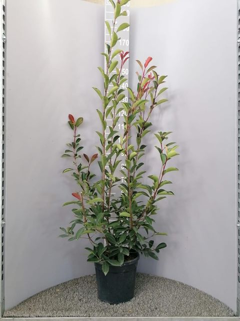 Photinia x fraseri 'Red Robin'