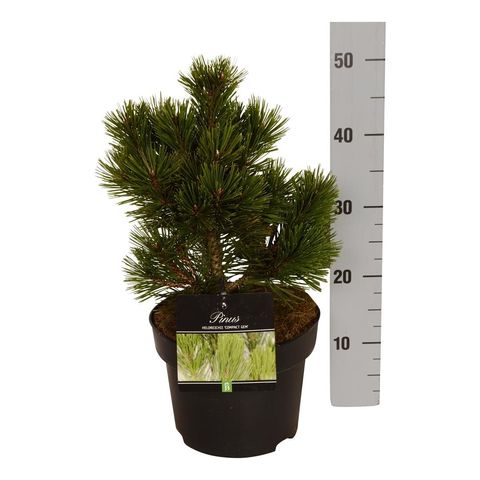 Pinus heldreichii 'Компакт Джем'