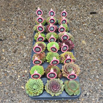 Sempervivum TOETIE FROETIES MIX