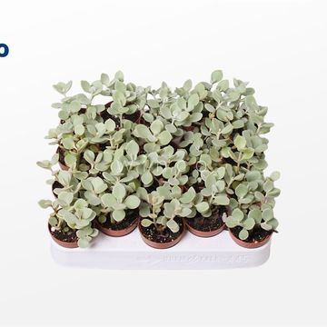 Kalanchoe hildebrantii