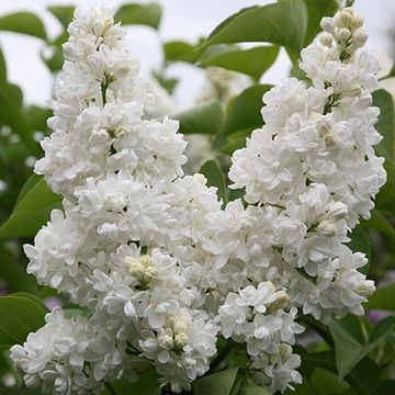 Syringa vulgaris 'Mme Lemoine'