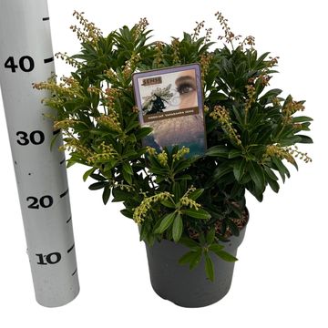 Pieris japonica 'Sarabande'