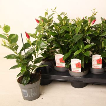 Mandevilla RIO DEEP RED