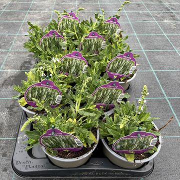 Salvia nemorosa 'Schneehügel'