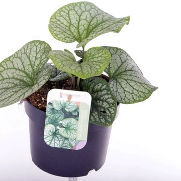 Brunnera macrophylla 'Silver Star'