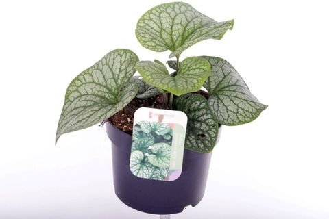 Brunnera macrophylla 'Silver Star'