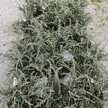 Olearia lepidophylla 'Silver Knight'