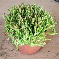 Sedum acre