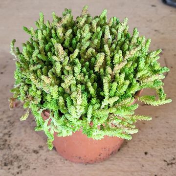 Sedum acre