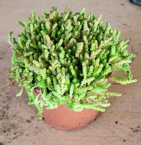 Sedum acre