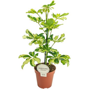 Schefflera elegantissima 'Bianca' — Plant Wholesale FlorAccess