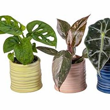 Plantas o interior MIX