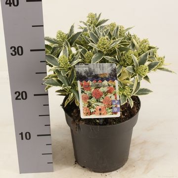 Skimmia japonica 'Magic Marlot'