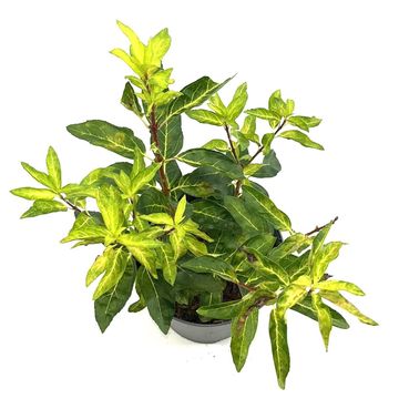 Forsythia x intermedia 'Fiesta'