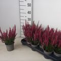 Calluna vulgaris BEAUTY LADIES SCARLET