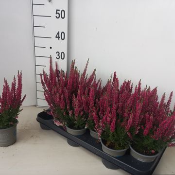 Calluna vulgaris BEAUTY LADIES SCARLET