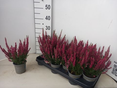 Calluna vulgaris BEAUTY LADIES SCARLET