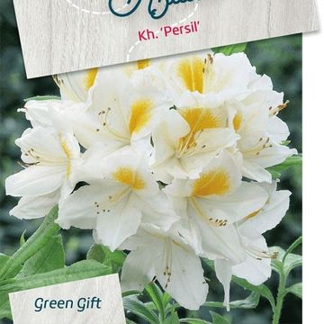 Rhododendron 'Persil' (AK)