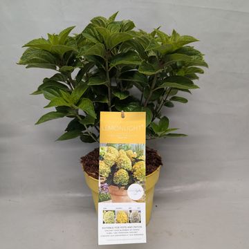 Hydrangea paniculata GARDENLIGHTS  LEMONLIGHT