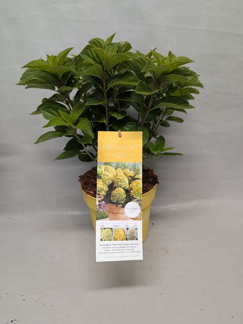 Hydrangea paniculata GARDENLIGHTS  LEMONLIGHT