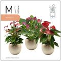 Anthurium ANDRAEANUM MIX