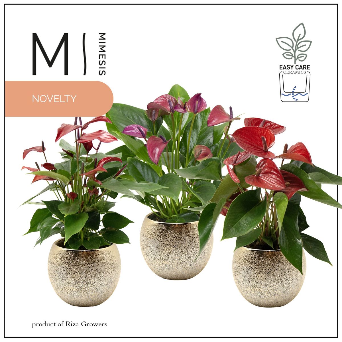 Anthurium ANDRAEANUM MIX  Plant Wholesale FlorAccess