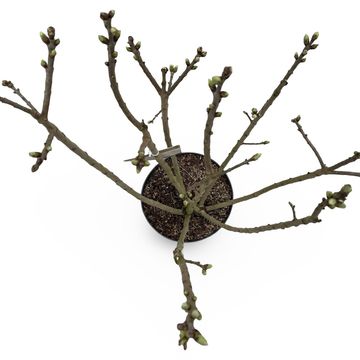 Syringa vulgaris 'Andenken an Ludwig Späth'