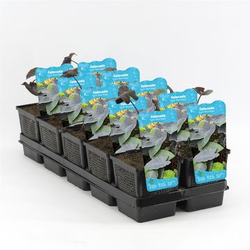 Colocasia 'Black Magic'