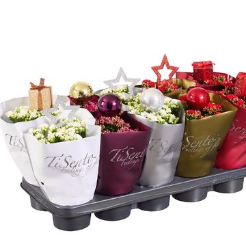 Kalanchoe blossfeldiana CALANDIVA MIX