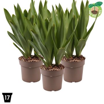 Ornithogalum saundersiae