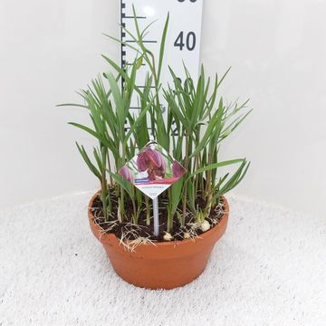 Fritillaria meleagris