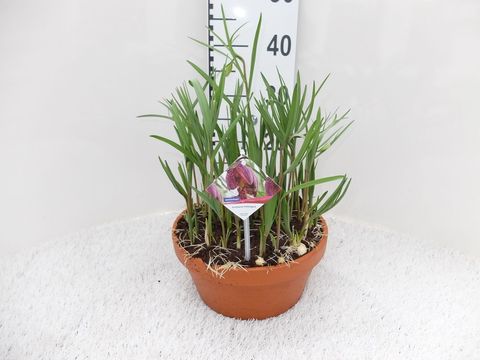 Fritillaria meleagris