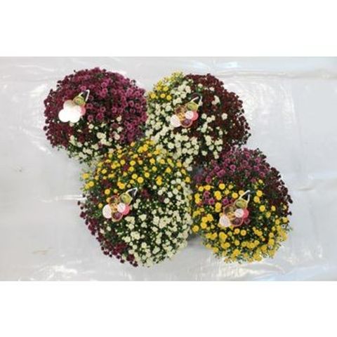 Chrysanthemum SKYFALL MIX IN POT