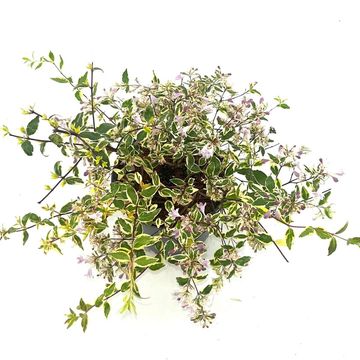 Abelia x grandiflora 'Hopleys'