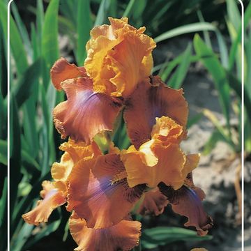 Iris 'Golden Muffin'
