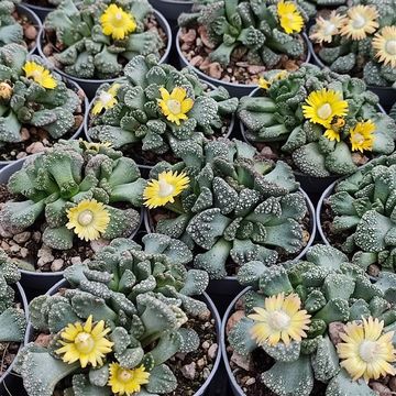 Titanopsis calcarea