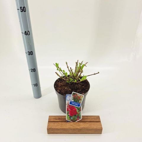 Buddleja davidii BUTTERFLY CANDY LITTLE RUBY