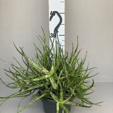 Aloe bakeri