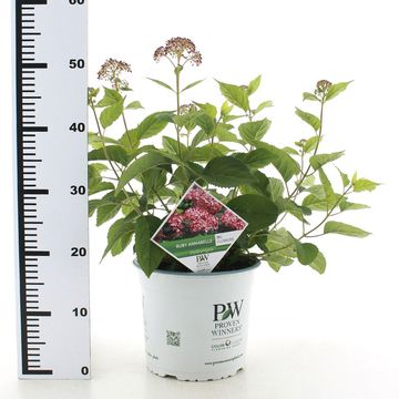 Hydrangea arborescens RUBY ANNABELLE