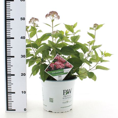 Hydrangea arborescens RUBY ANNABELLE