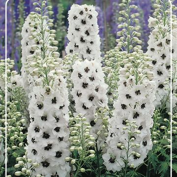 Delphinium 'Magic Fountains Dark Blue White Bee'