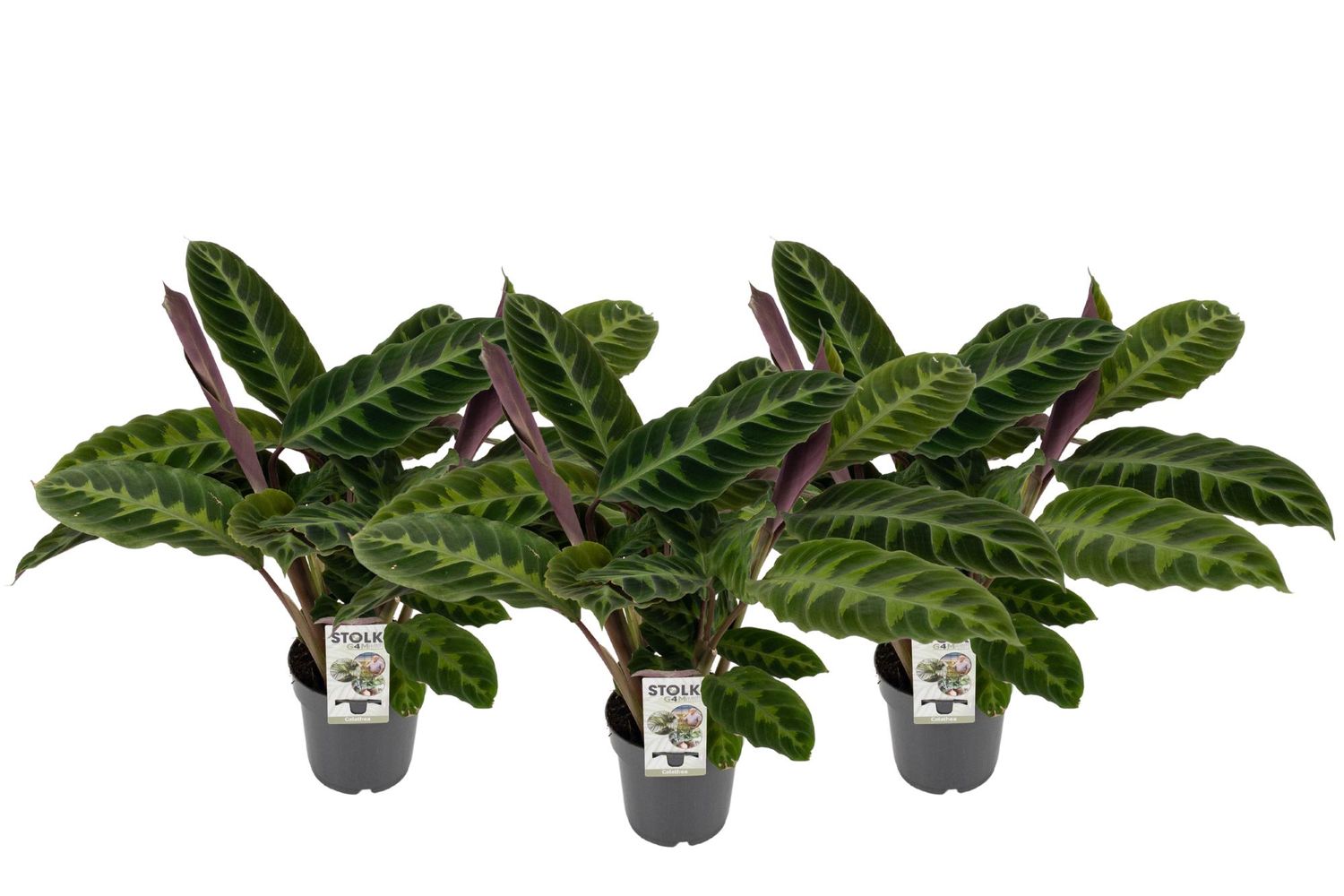 dracena fragrans lemon lime Dracaena Lemon Lime | Care Guide and Pro Tips - Delivery from Toronto  across Canada