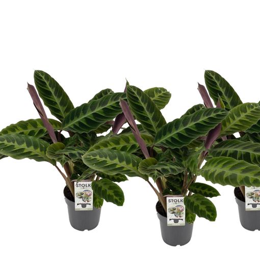 Calathea warscewiczii