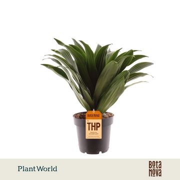 Dracaena fragrans 'Compacta'