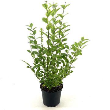 Ligustrum ovalifolium 'Aureum'