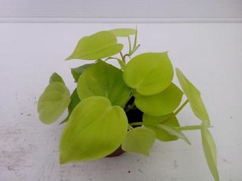 Philodendron scandens 'Lemon Lime'