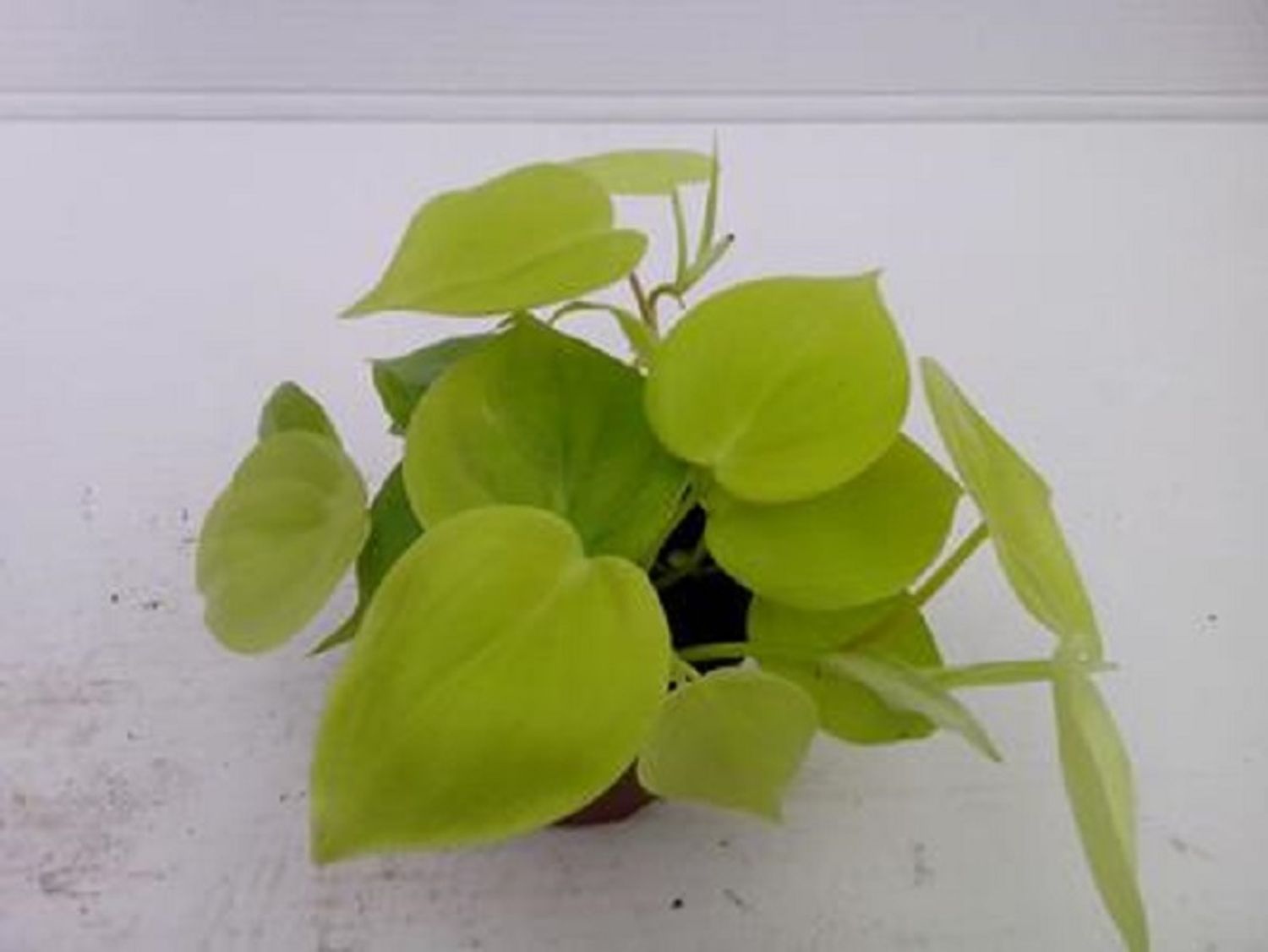 rubber plant Ficus Ruby Rubber Tree
